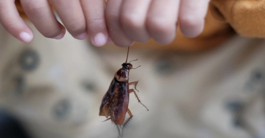 Close-Up Of Hand Holding Cockroach