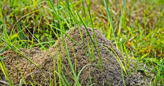 An active fire ant mound in a lawn