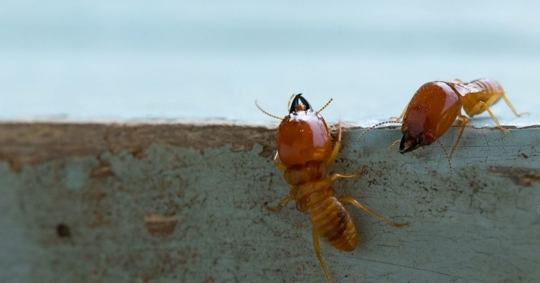 macro close up termites on wooden background
