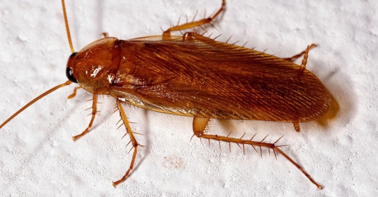 cockroach