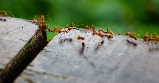 ants on a table