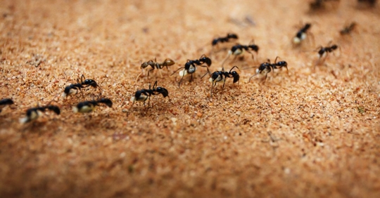 ants