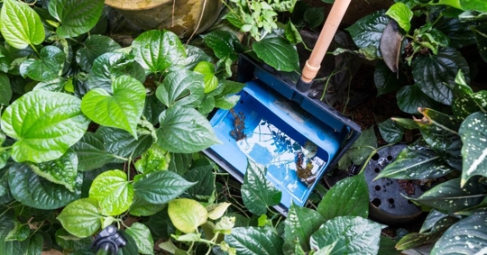 Dust bins stores stagnant water and breeding ground for mosquito