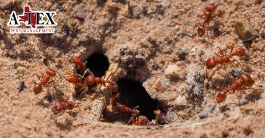 Fire ants at entrance of underground ant nest
