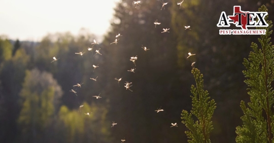 Mosquitoes flying in sunset light outdoors