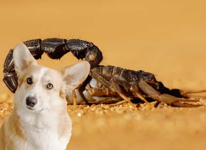 Scorpion and Corgi