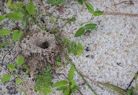 Ants