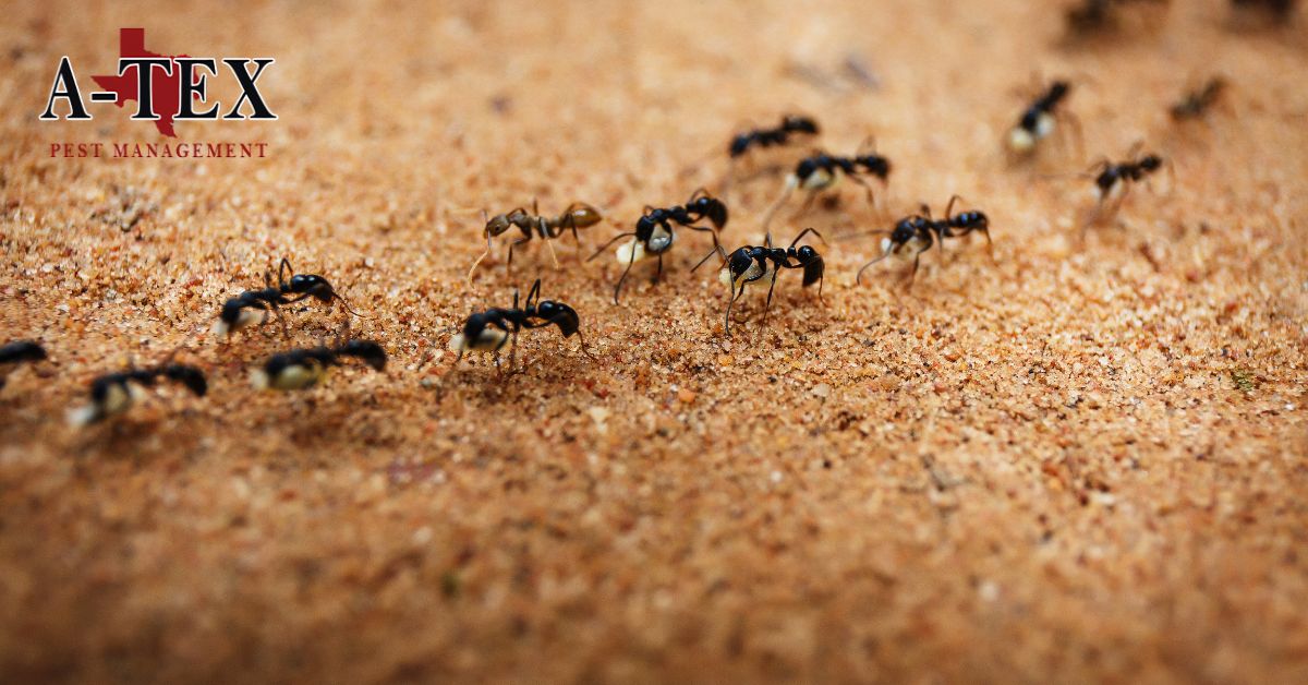 The Science Behind Effective Ant Control Methods