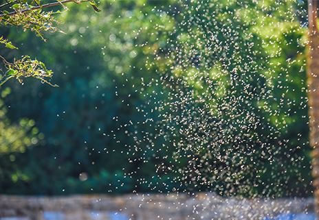 Mosquito Control