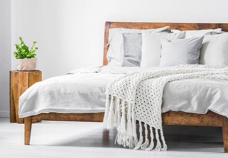 Bed Bugs