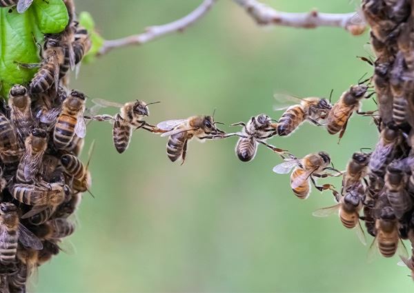 Bees & Wasps