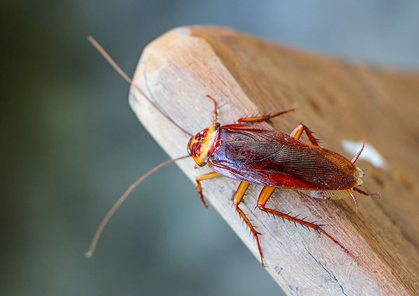 Cockroaches