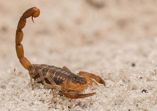 Scorpions
